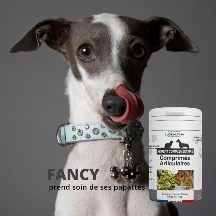 solution naturelle contre l'arthrose des chiens