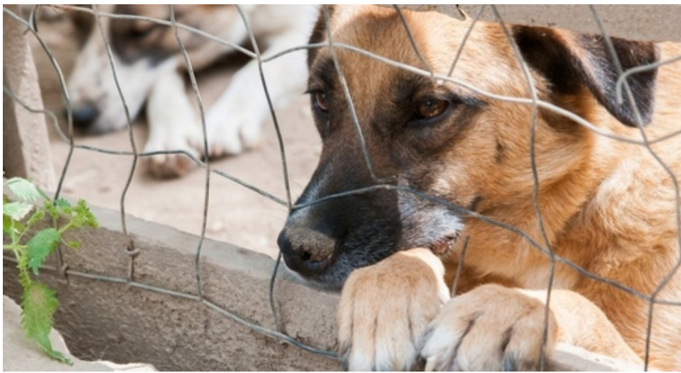 chien à adopter