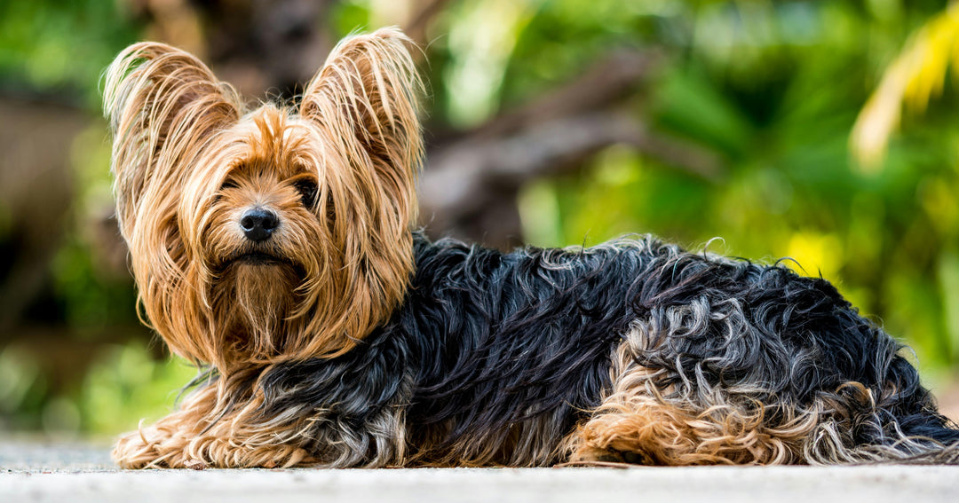 Pourquoi le Yorkshire Terrier vous séduit?