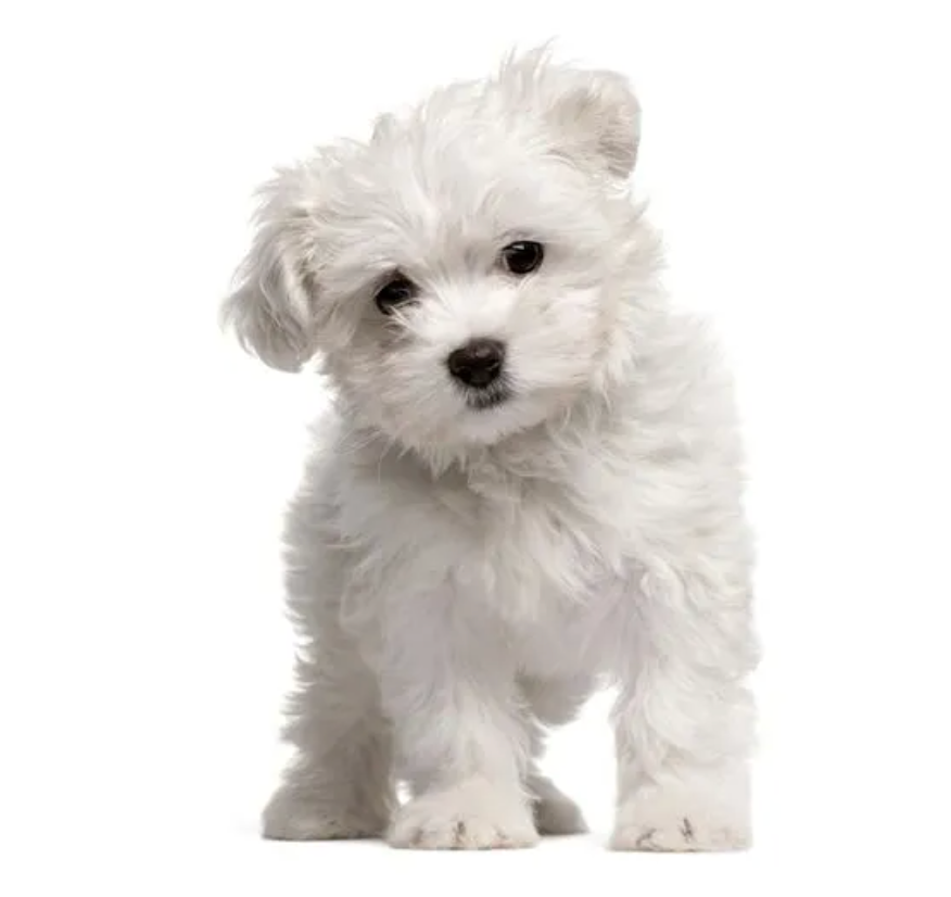 Bichon Maltais