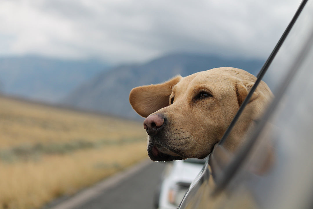 Pourquoi les remèdes naturels chien sont à essayer ?