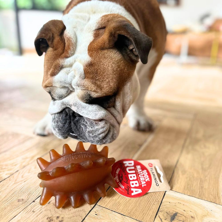 jouet-chien-indestructible-bulldog-anglais