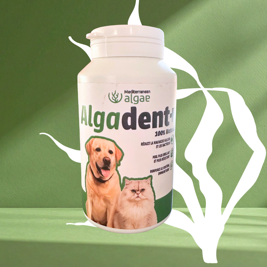 Poudre d'algue pour chat et chien