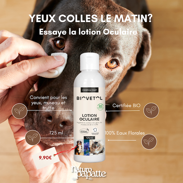 Nettoyant yeux chien et chat