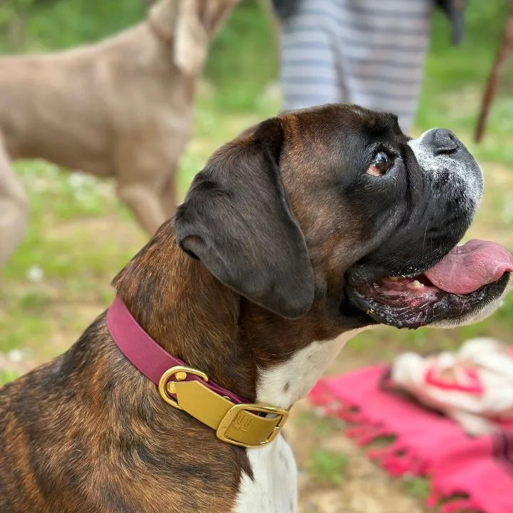 collier en biothane sur bulldog