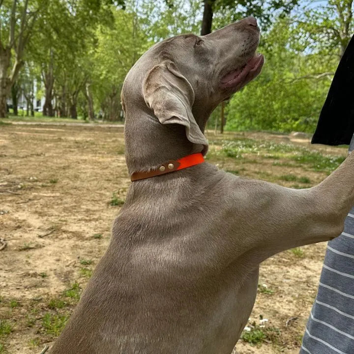 magnifique collier orange et marron en biothane sur chien braque